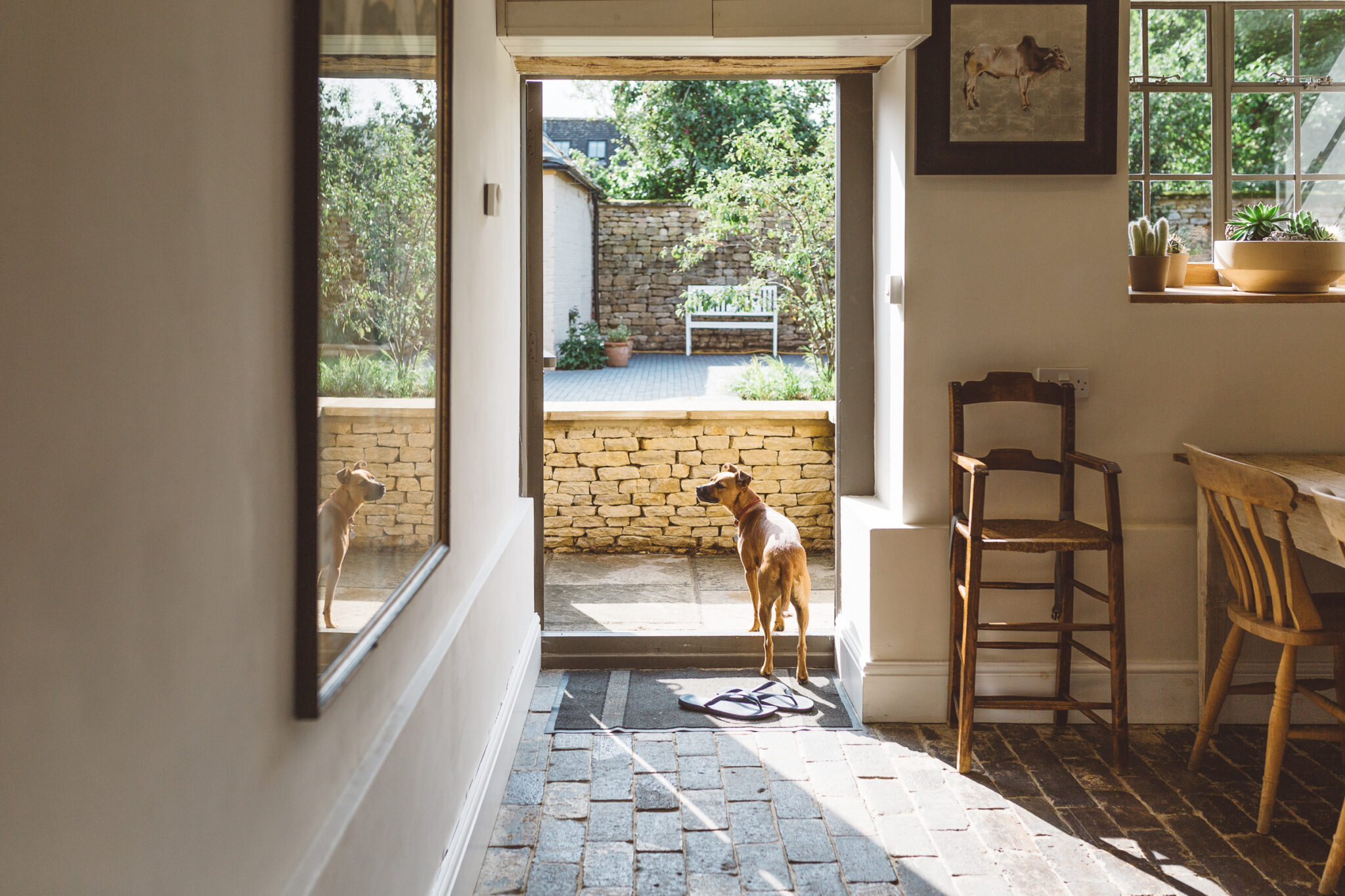 A dog stands in the doorway soaking in the sun